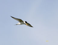 Least Tern